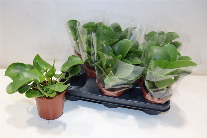 <h4>arr8 Pilea Peperomioides</h4>