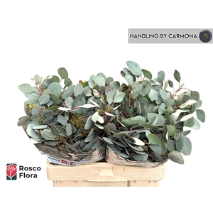 EUC POLYANTHEMO P BS