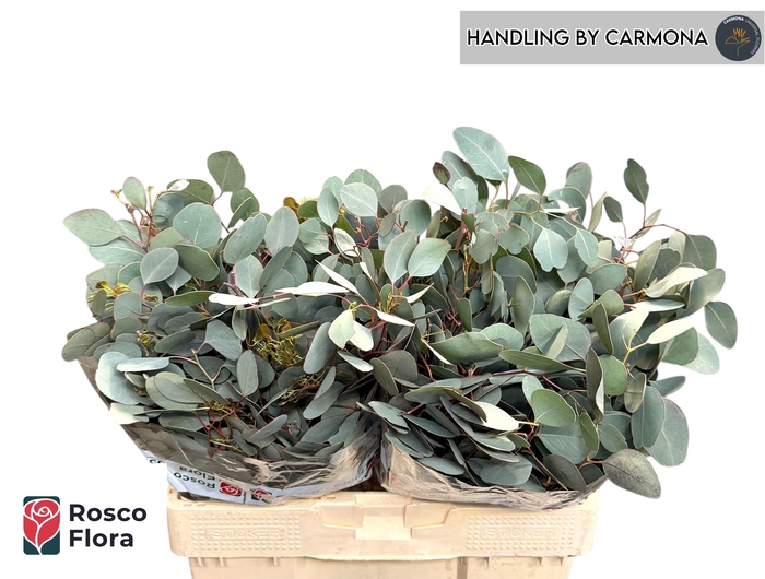 <h4>EUC POLYANTHEMO P BS</h4>