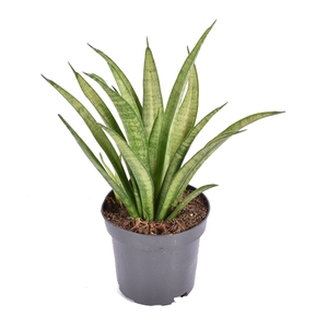 Sansevieria trifasciata 'Tess'