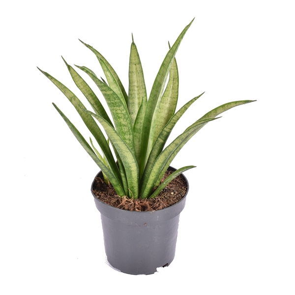 <h4>Sansevieria trifasciata 'Tess'</h4>