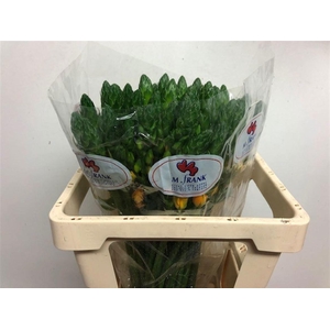 ORNIT DB BRIGHT STAR