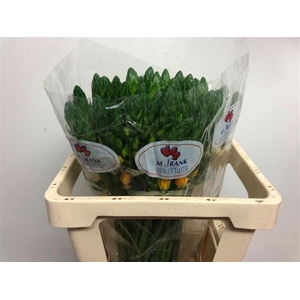 ORNIT DB BRIGHT STAR