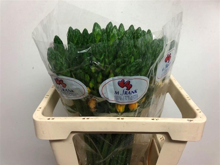 <h4>ORNIT DB BRIGHT STAR</h4>