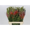 Antirrhinum Potomac Dark Orange