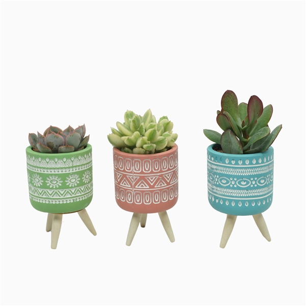 <h4>Succulent mix 5,5 cm in gekleurde pot op 3 pootjes</h4>