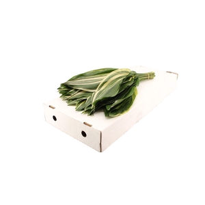 Aspidistra Variegata 60cm