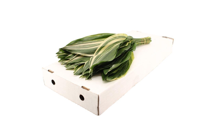 <h4>Aspidistra Variegata 60cm</h4>