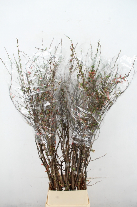 <h4>CHAENOMELES SUPERBA PINK 150CM</h4>