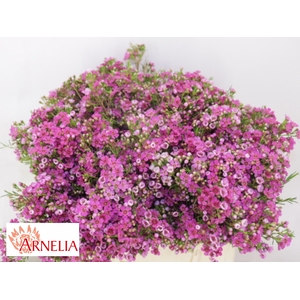 CHAME HAPPY DAYS