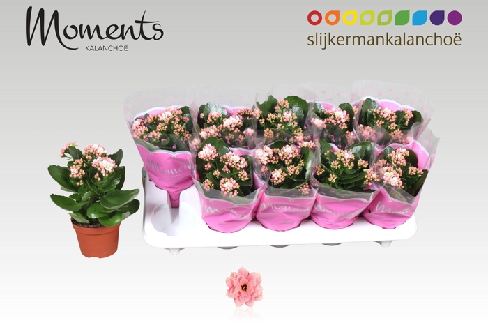 <h4>KAL GE SEREN PINK</h4>