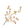 Prunus Cherry Blossom Pink