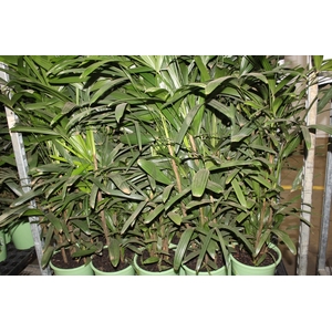 PALMEIRA RAPHIS P24 MIN 90 CM