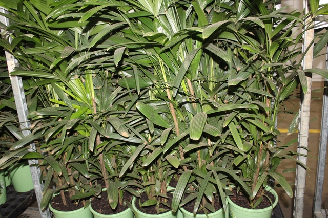 PALMEIRA RAPHIS P24 MIN 90 CM