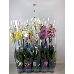Phalaenopsis   ...mix 10