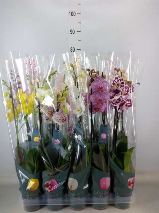 <h4>Phalaenopsis ...mix 10</h4>