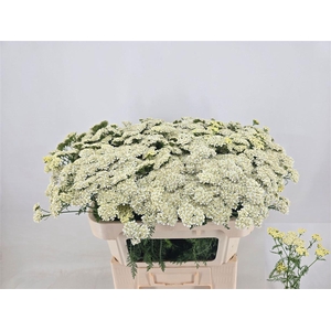 Achillea M Yuna