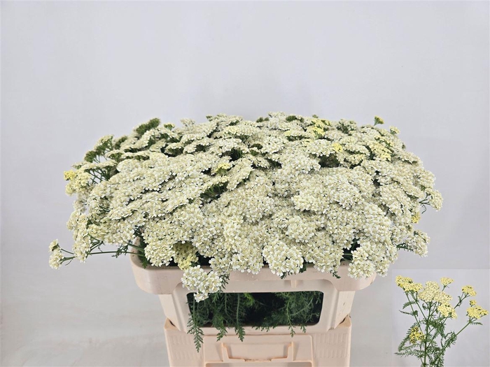 <h4>Achillea M Yuna</h4>