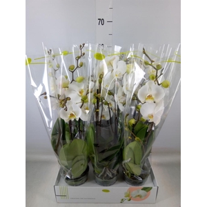 Phalaenopsis   ...white