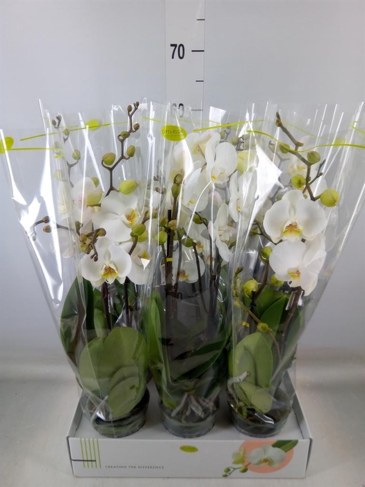 <h4>Phalaenopsis   ...white</h4>