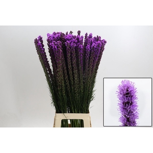 LIATRIS CALLILEPIS