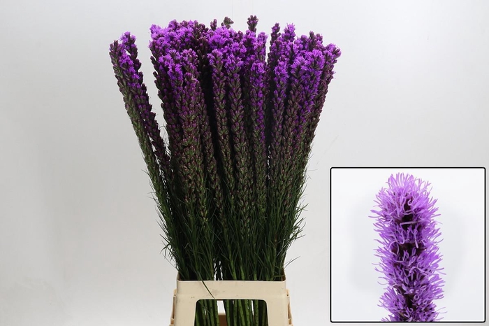 <h4>LIATRIS CALLILEPIS</h4>