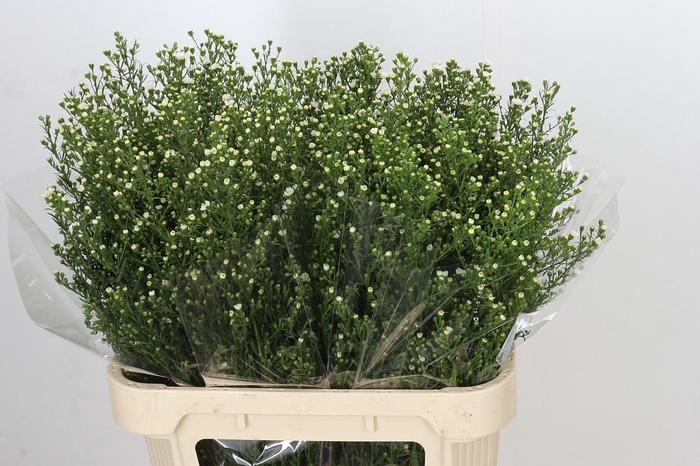 <h4>Aster Paquita</h4>