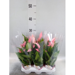 Anthurium andr. 'Lilli'