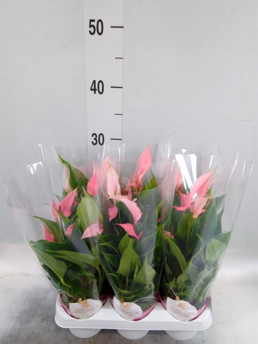 <h4>Anthurium andr. 'Lilli'</h4>
