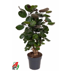 Polyscias 'Fabian'