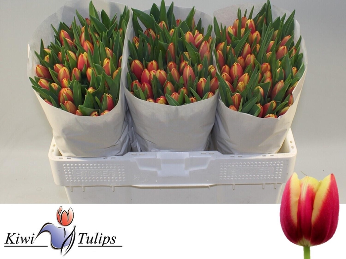 <h4>TU EN LEEN VD MARK</h4>