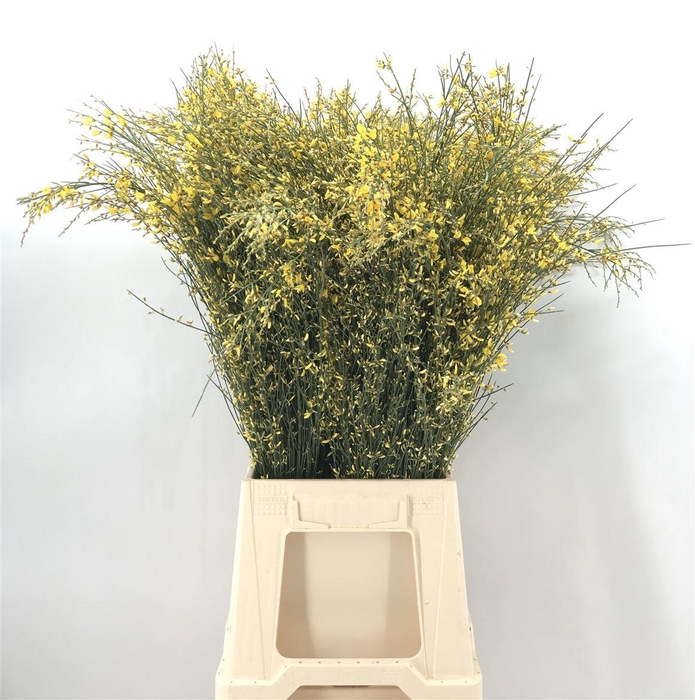 <h4>GENISTA 200 GR YELLOW</h4>