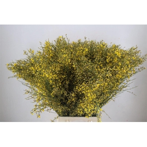 Ginster 400gr Yellow P Bunch