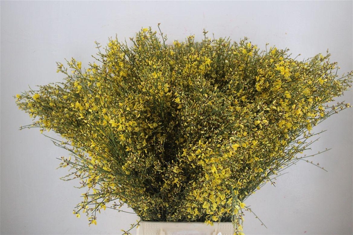 <h4>Ginster 400gr Yellow P Bunch</h4>