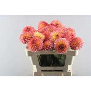 Dahlia santa lucia