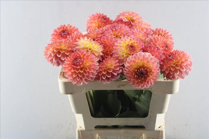 <h4>Dahlia santa lucia</h4>