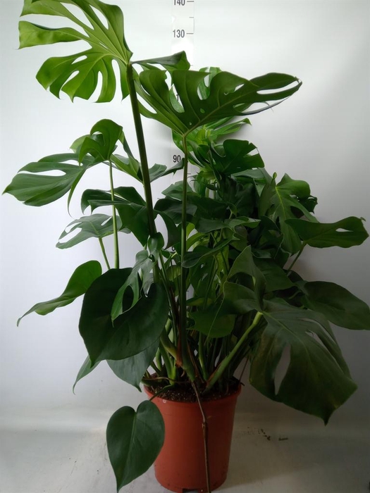 <h4>Monstera delic.</h4>