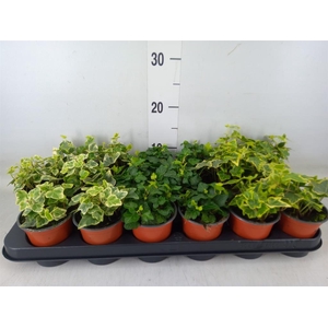 Hedera helix 'White Wonder'