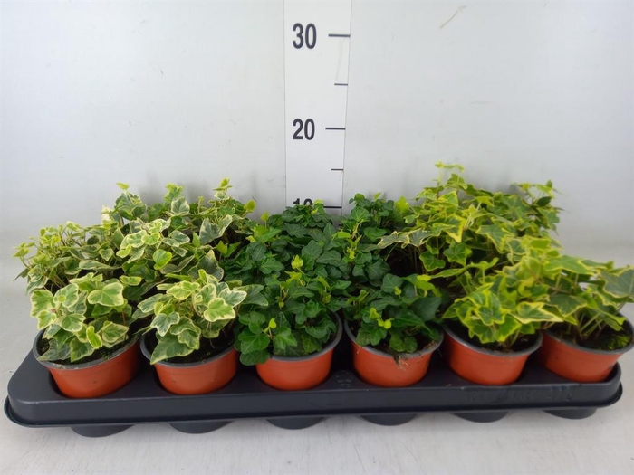 <h4>Hedera helix 'White Wonder'</h4>