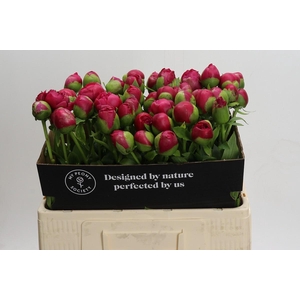 Paeonia Command Performance