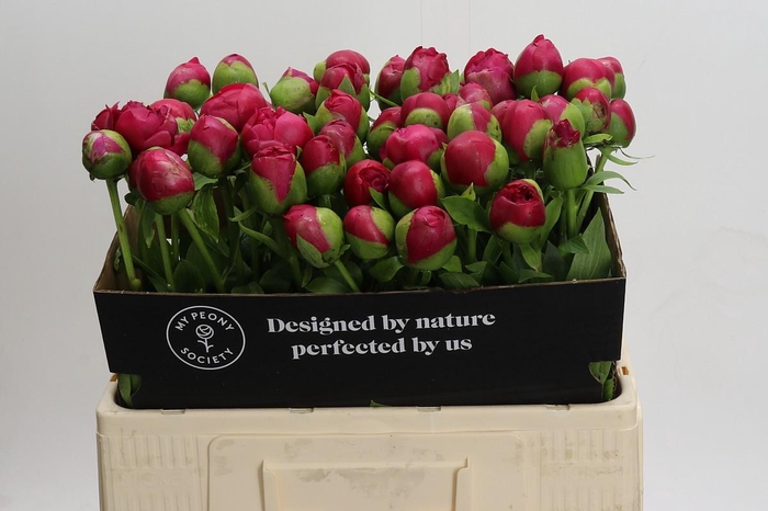 Paeonia Command Performance