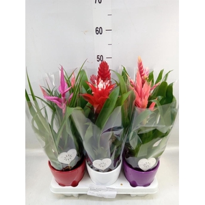 Bromelia   ...mix