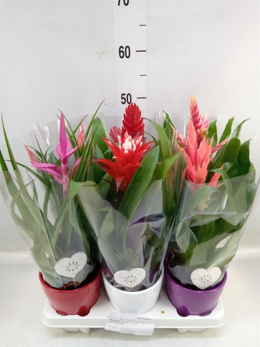 <h4>Bromelia ...mix</h4>