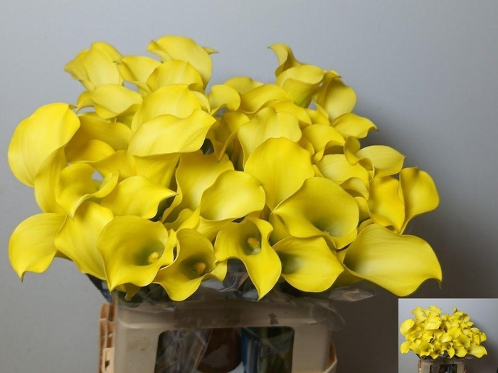 <h4>ZANT ALICE SPRINGS</h4>