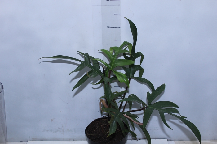 <h4>PHILODENDRON PEDATUM P17</h4>
