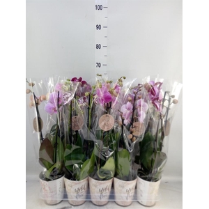 Phalaenopsis   ...mix