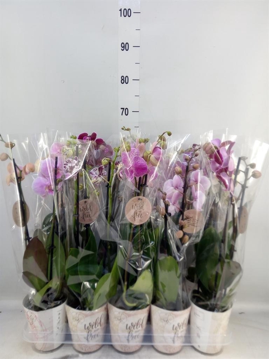 <h4>Phalaenopsis   ...mix</h4>