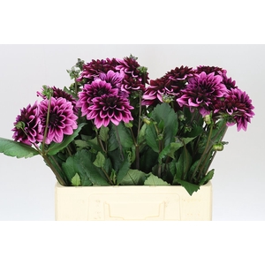 Dahlia Davina Michel