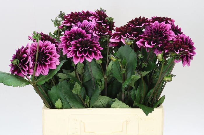 <h4>Dahlia Davina Michel</h4>