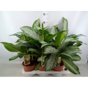 Aglaonema  'Silver Bay'